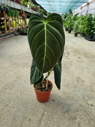 Philodendron melanochrysum