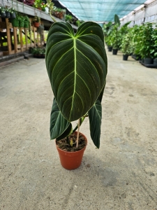 Philodendron melanochrysum