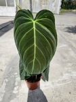 Philodendron melanochrysum