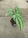 Cercestis mirabilis - M