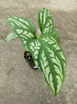 Cercestis mirabilis - M