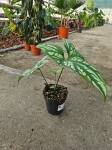 Cercestis mirabilis - M