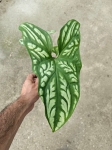 Cercestis mirabilis - M