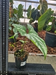 Cercestis mirabilis - M
