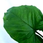  Syngonium podophyllum