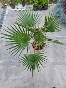Palma washingtonia robusta - L