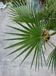 Palma washingtonia robusta - L