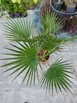 Palma washingtonia robusta - L