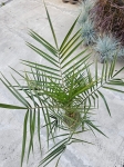 Palma phoenix canariensis