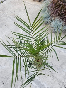 Palma phoenix canariensis - L