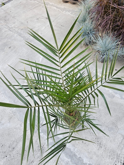 Palma phoenix canariensis