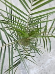 Palma phoenix canariensis