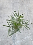 Palma phoenix canariensis