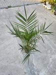 Palma phoenix canariensis
