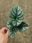 Alocasia silver nebula