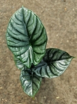 Alocasia silver nebula