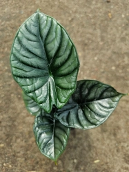 Alocasia silver nebula - M
