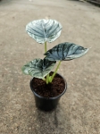 Alocasia silver nebula