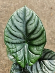 Alocasia silver nebula