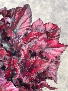 Begonia Red Bull - L