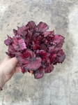 Begonia Red Bull