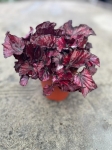Begonia Red Bull