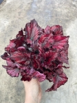 Begonia Red Bull