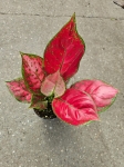 Aglaonema Red Joy - M