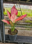 Aglaonema Red Joy - M