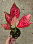 Aglaonema Red Joy - M