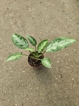 Aglaonema Jubilee Compacta