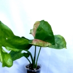 Syngonium T24