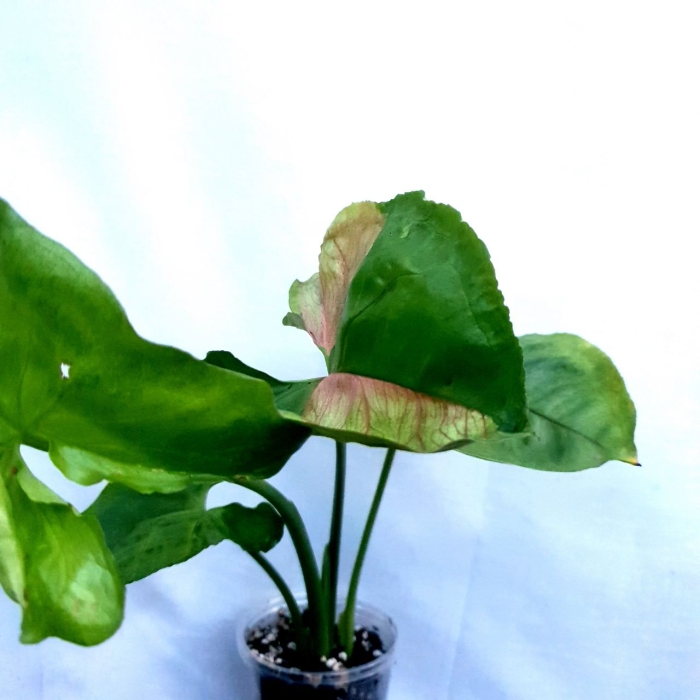 Syngonium T24