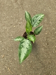 Aglaonema Jubilee Compacta