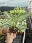 Aglaonema Jubilee Compacta