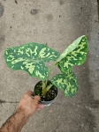 Caladium Hilo Beauty