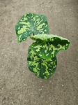 Caladium Hilo Beauty