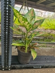 Aglaonema Strawberry Baby