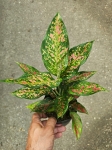 Aglaonema Strawberry Baby