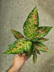 Aglaonema Strawberry Baby