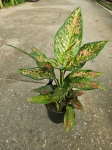 Aglaonema Strawberry Baby