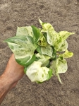 Epipremnum Happy Leaf - M