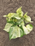 Epipremnum Happy Leaf - M