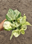Epipremnum Happy Leaf - M