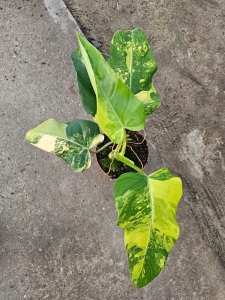 Philodendron domesticum variegata