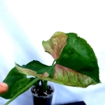 Syngonium T24