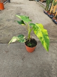 Philodendron domesticum variegata