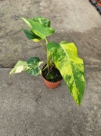 Philodendron domesticum variegata