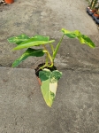 Philodendron domesticum variegata