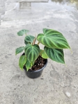 Philodendron verrucosum Thailand M